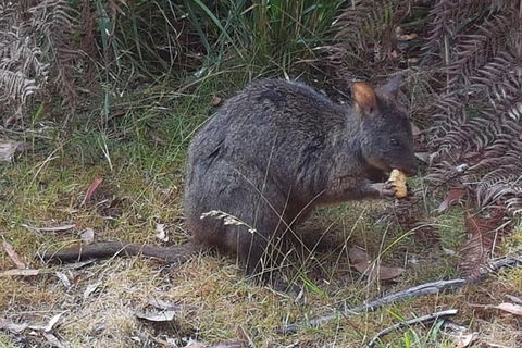 Cruise Ship Excursion: NW Tassie Coastal Explorer - Sydneys Hotel 5