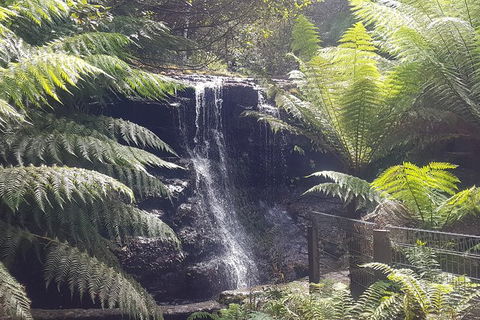Mt. Wellington Morning Hike + Afternoon Beer & History Walk - Sydneys Hotel 16