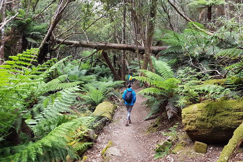 Mt. Wellington Morning Hike + Afternoon Beer & History Walk - Sydneys Hotel 7