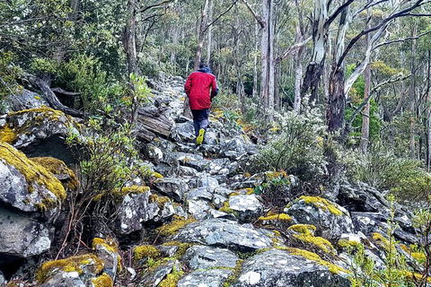 Mt. Wellington Morning Hike + Afternoon Beer & History Walk - Sydneys Hotel 8