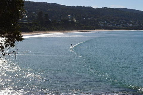 PRIVATE Great Ocean Road Tour And 12 Apostles With Wildlife Spotting - Sydneys Hotel 6