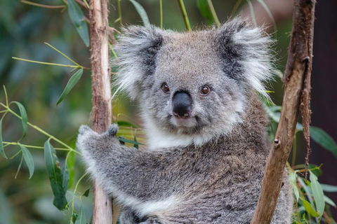 PRIVATE Great Ocean Road Tour And 12 Apostles With Wildlife Spotting - Sydneys Hotel 7