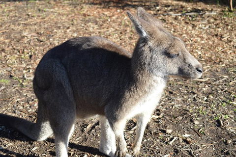 PRIVATE Great Ocean Road Tour And 12 Apostles With Wildlife Spotting - Sydneys Hotel 2
