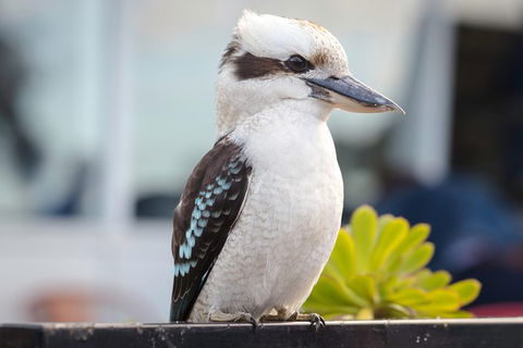 PRIVATE Great Ocean Road Tour And 12 Apostles With Wildlife Spotting - Sydneys Hotel 9