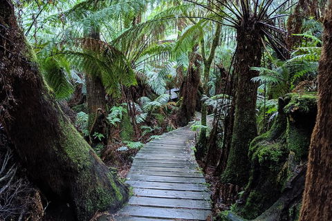 PRIVATE Great Ocean Road Tour And 12 Apostles With Wildlife Spotting - Sydneys Hotel 8
