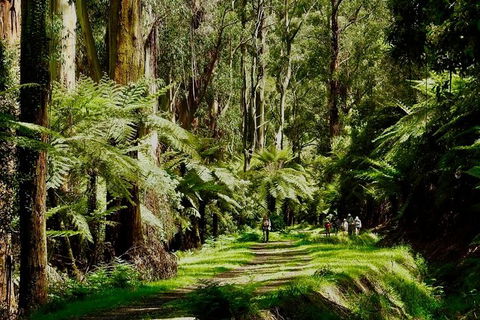 Aqueduct And Rail Trail Self-Guided Bike Tour In Warburton - Sydneys Hotel 1
