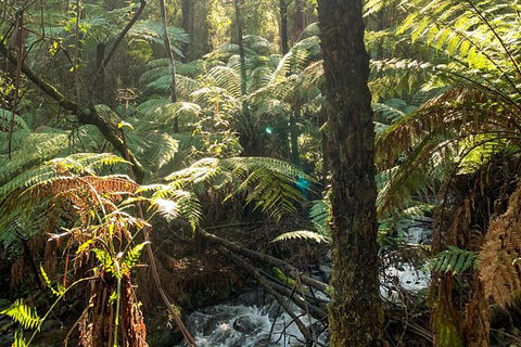 Hiking Tour To Aqueduct And Warburton Valley Lookout - Sydneys Hotel 3