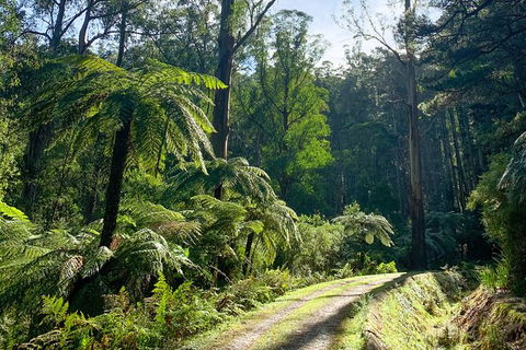 Hiking Tour To Aqueduct And Warburton Valley Lookout - Sydneys Hotel 1