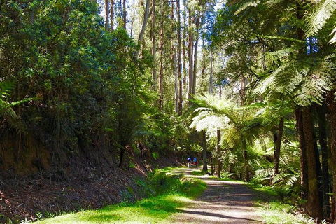 Half-Day Biking Activity From Aqueduct To California Redwoods - Sydneys Hotel 2