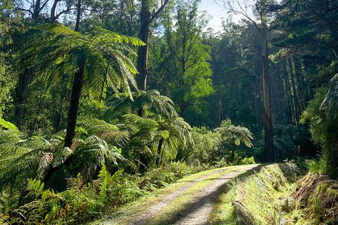 Half-Day Biking Activity From Aqueduct To California Redwoods - Sydneys Hotel 1