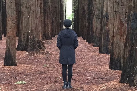 Half-Day Biking Activity From Aqueduct To California Redwoods - Sydneys Hotel 0