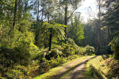 Private Aqueduct To California Redwoods Hiking Tour - Sydneys Hotel 0