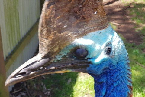 Phillip Island Penguin And Wildlife Tour - Sydneys Hotel 19