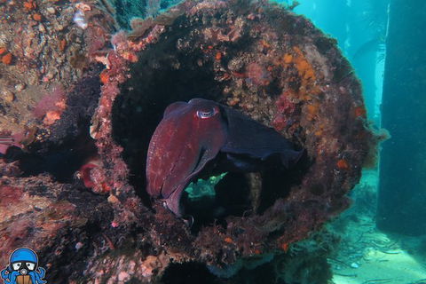PADI Open Water Course - Sydneys Hotel 1