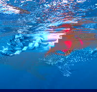 Full-Day Whale Sharks Swimming Experience on Ningaloo Reef - Sydneys Hotel