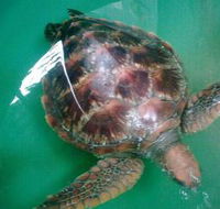 Australian Seabird Rescue - Sydneys Hotel