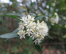 Buangla NSW Sydneys Hotel