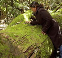 Washpool National Park - Washpool Walk - Sydneys Hotel