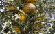 Woylie Walk, Dryandra Woodland - thumb 0