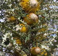 Woylie Walk Dryandra Woodland - Sydneys Hotel