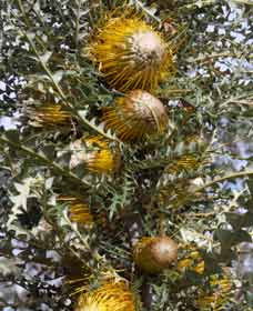 Woylie Walk, Dryandra Woodland - Sydneys Hotel 0