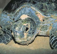 Turtle Nesting Season - Sydneys Hotel