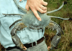 Whitsunday Crocodile Safari - Sydneys Hotel 0