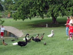 Anzac Park And Ululah Lagoon - Sydneys Hotel 0