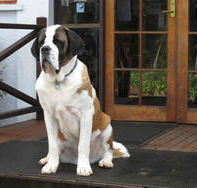 St Bernards Hotel - Sydneys Hotel