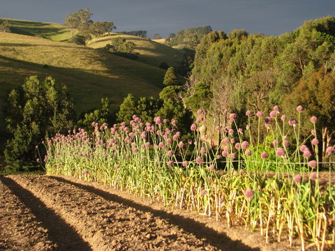 Meeniyan Garlic Festival - Sydneys Hotel 1