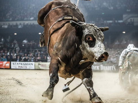 PBR Hawkesbury Stampede - Sydneys Hotel 1