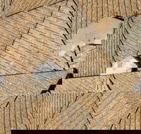 WA Now  Tom Mller Monolith Scores - Virtual Exhibition - Sydneys Hotel