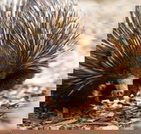 Aussie Wildlife Course - July/August/September - Sydneys Hotel