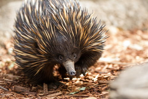 Aussie Wildlife Course - October Condensed Weekend Course - Sydneys Hotel 0