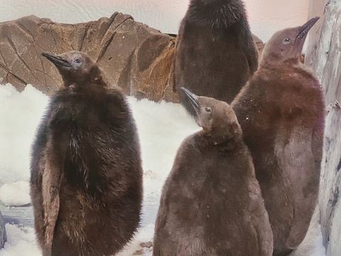 Meet Fluffy Friends At SEA LIFE Melbourne Aquarium These School Holidays - Sydneys Hotel 0