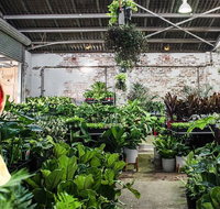 Newcastle - Huge Indoor Plant Warehouse Sale - Christmas Bonanza - Sydneys Hotel