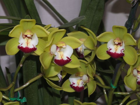 Orchids Out West - Sydneys Hotel 1