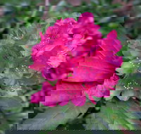 Rhododendrons at Brangayne - Sydneys Hotel
