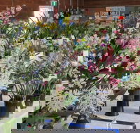 Sapphire Coast Orchid Club Spring Orchid Show - Sydneys Hotel