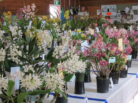 Sapphire Coast Orchid Club Spring Orchid Show - Sydneys Hotel 0