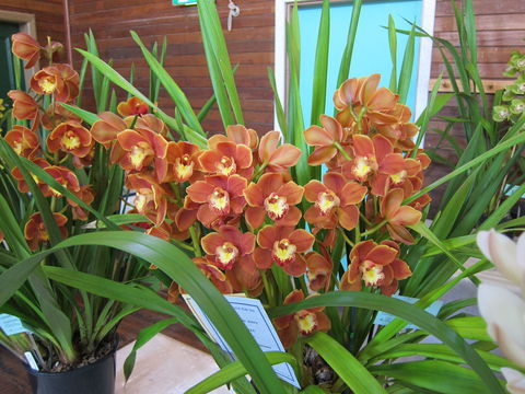 Sapphire Coast Orchid Club Spring Orchid Show - Sydneys Hotel 2