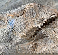 2020 Katherine Bird Festival - Sydneys Hotel