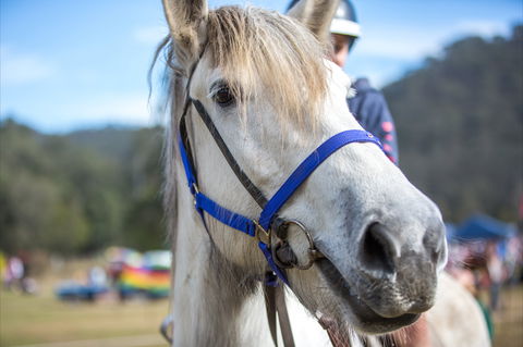 Horses Birthday Festival - Sydneys Hotel 1