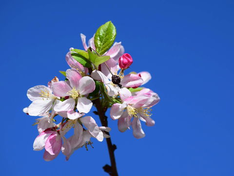 Spring Time At Hunter Valley Gardens - Sydneys Hotel 0