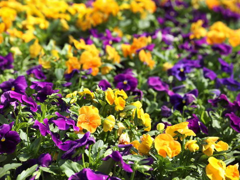 Spring Time At Hunter Valley Gardens - Sydneys Hotel 2