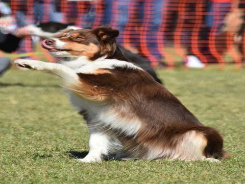 Dogs In The Park NSW Orange - Sydneys Hotel 0
