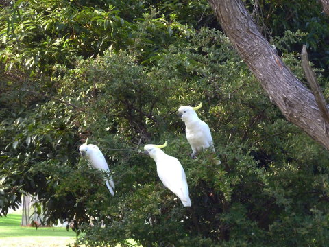 Coachman's Eden - Sydneys Hotel 5
