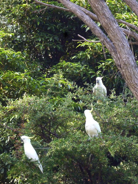 Coachman's Eden - Sydneys Hotel 3