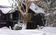 Milkwood - thumb 4