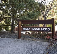 Grey Kangaroo- On Lake Jindabyne foreshore - Sydneys Hotel